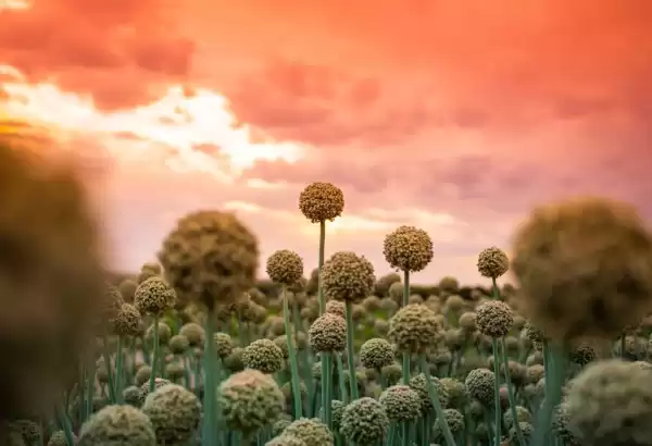 Lemon Light Productions — Videógrafos de Bodas en Las Cruces, NM