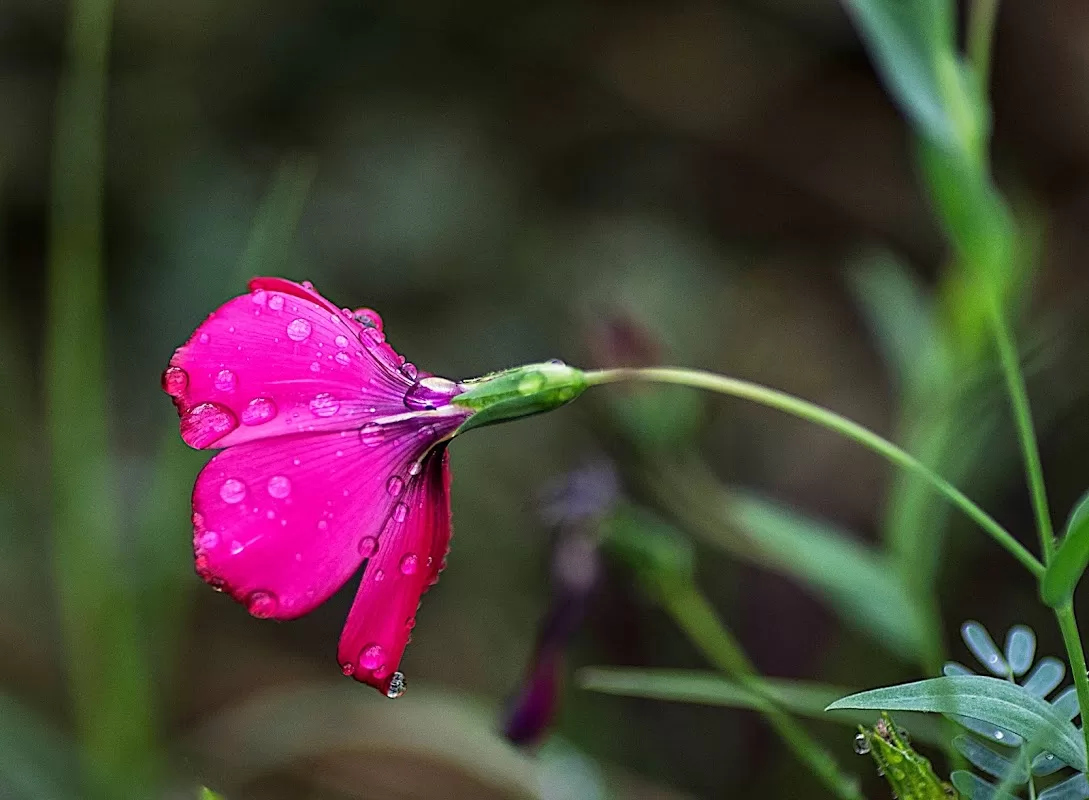 Michele Foster-Colvin Fine Art Photography | Foto: Michele Foster-Colvin Fine Art Photography — foto 2