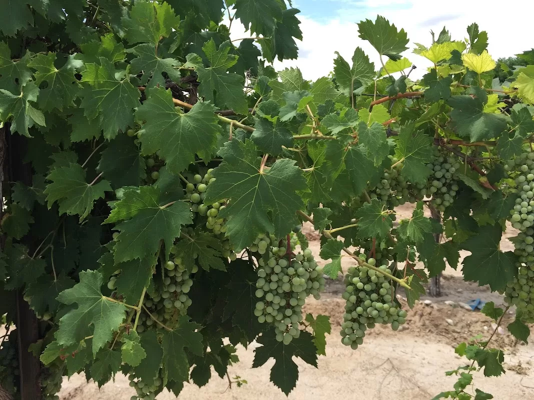 Balzano Vineyard & Winery - Pumpkin Patch | Foto: Balzano Family Vineyard & Pumpkin Patch — foto 2