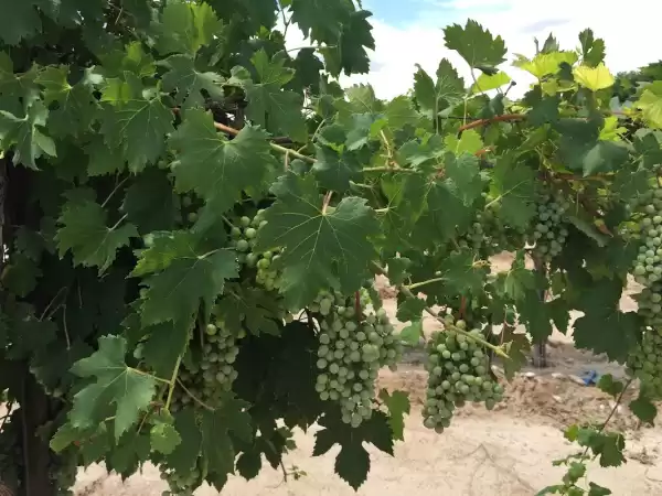 Balzano Vineyard & Winery - Pumpkin Patch | Foto: Balzano Family Vineyard & Pumpkin Patch